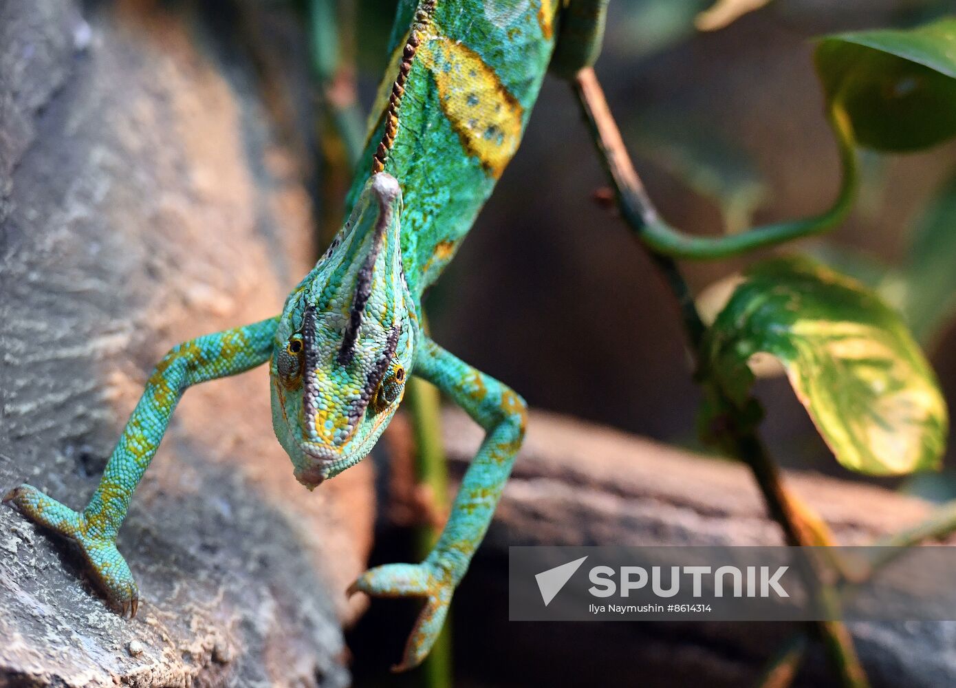 Russia Zoo Reptiles