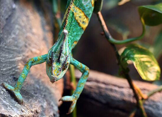 Russia Zoo Reptiles