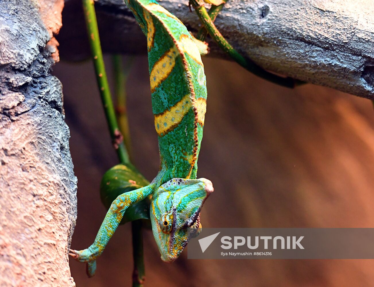 Russia Zoo Reptiles