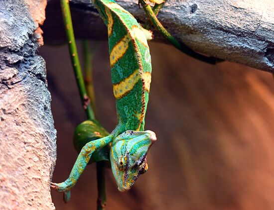 Russia Zoo Reptiles