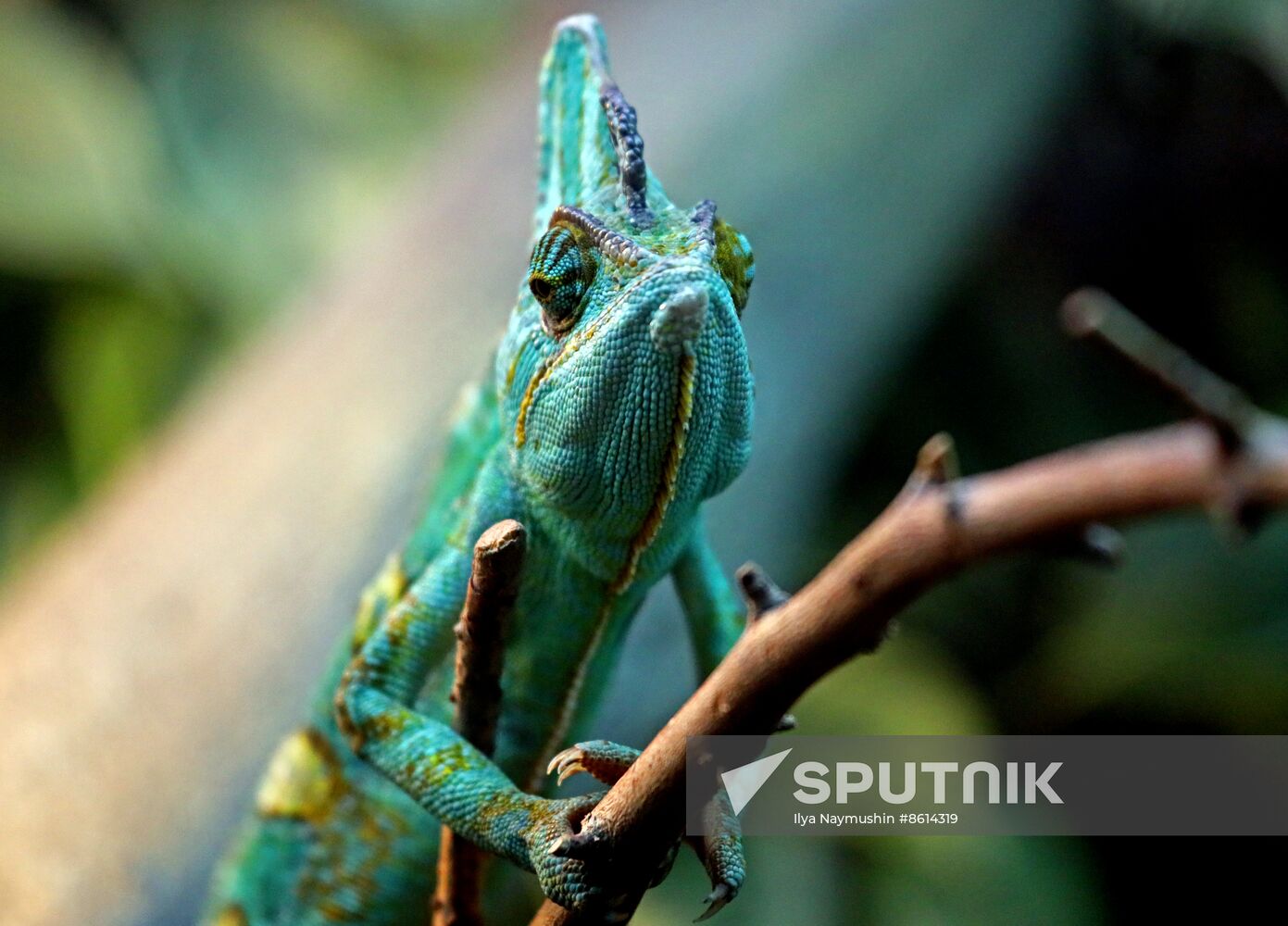 Russia Zoo Reptiles