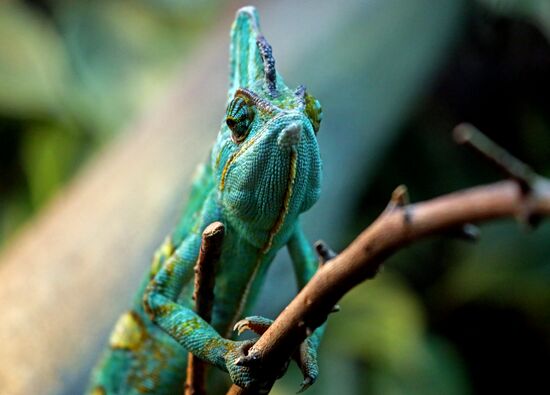 Russia Zoo Reptiles