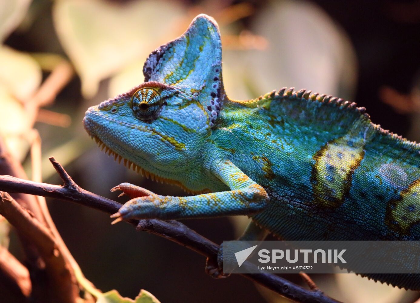 Russia Zoo Reptiles