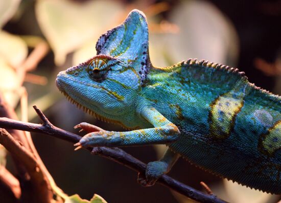 Russia Zoo Reptiles