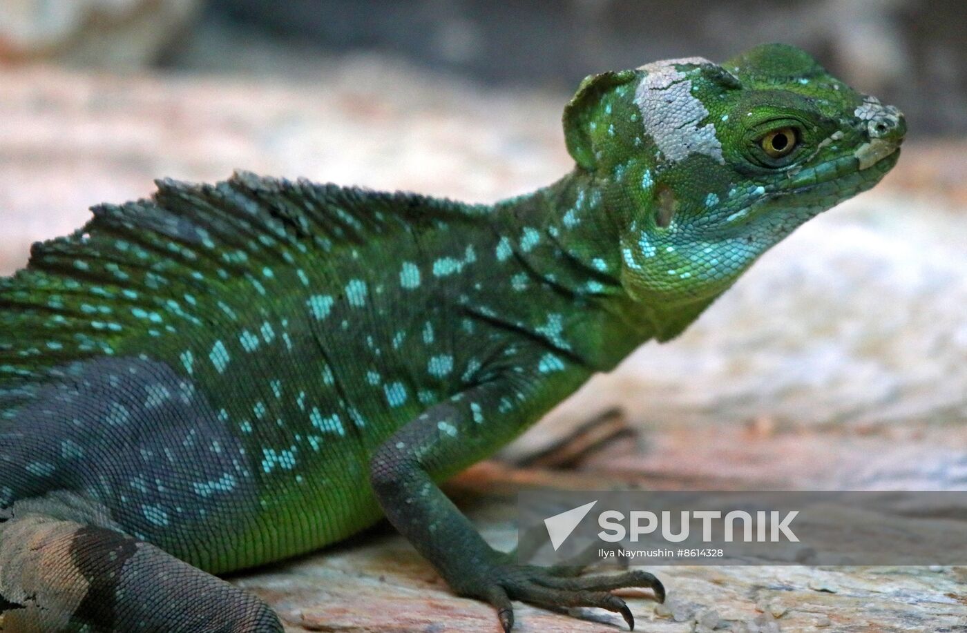 Russia Zoo Reptiles