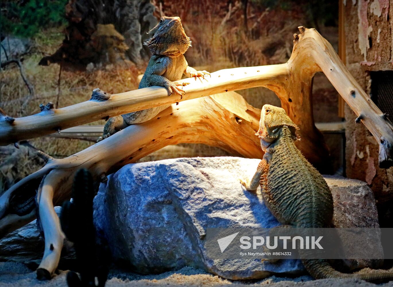 Russia Zoo Reptiles