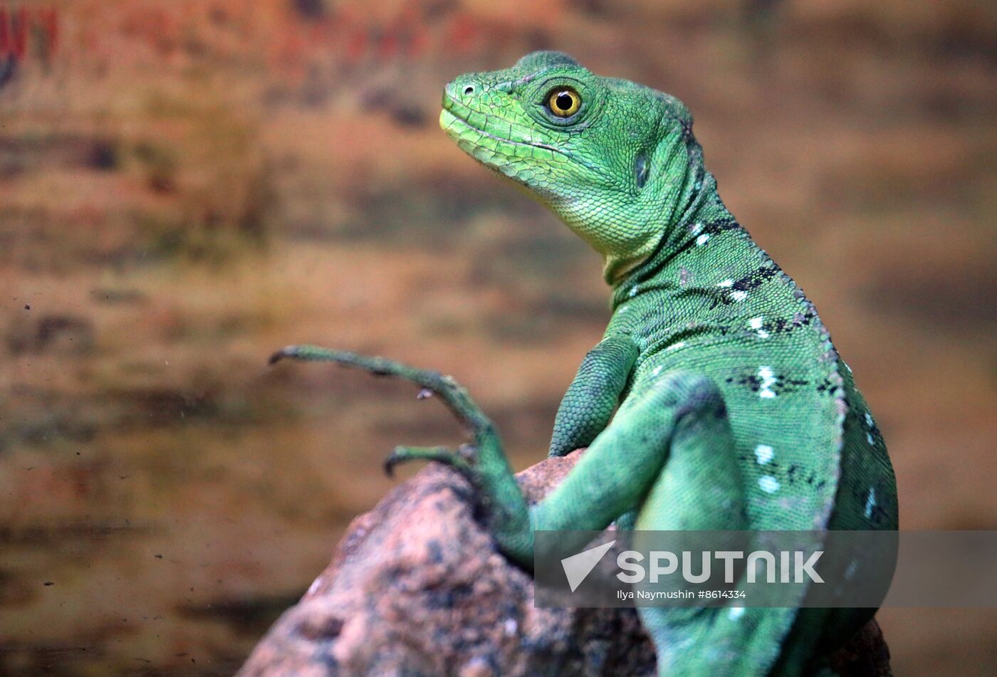 Russia Zoo Reptiles