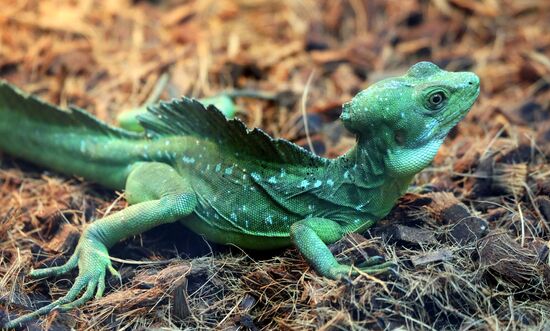 Russia Zoo Reptiles