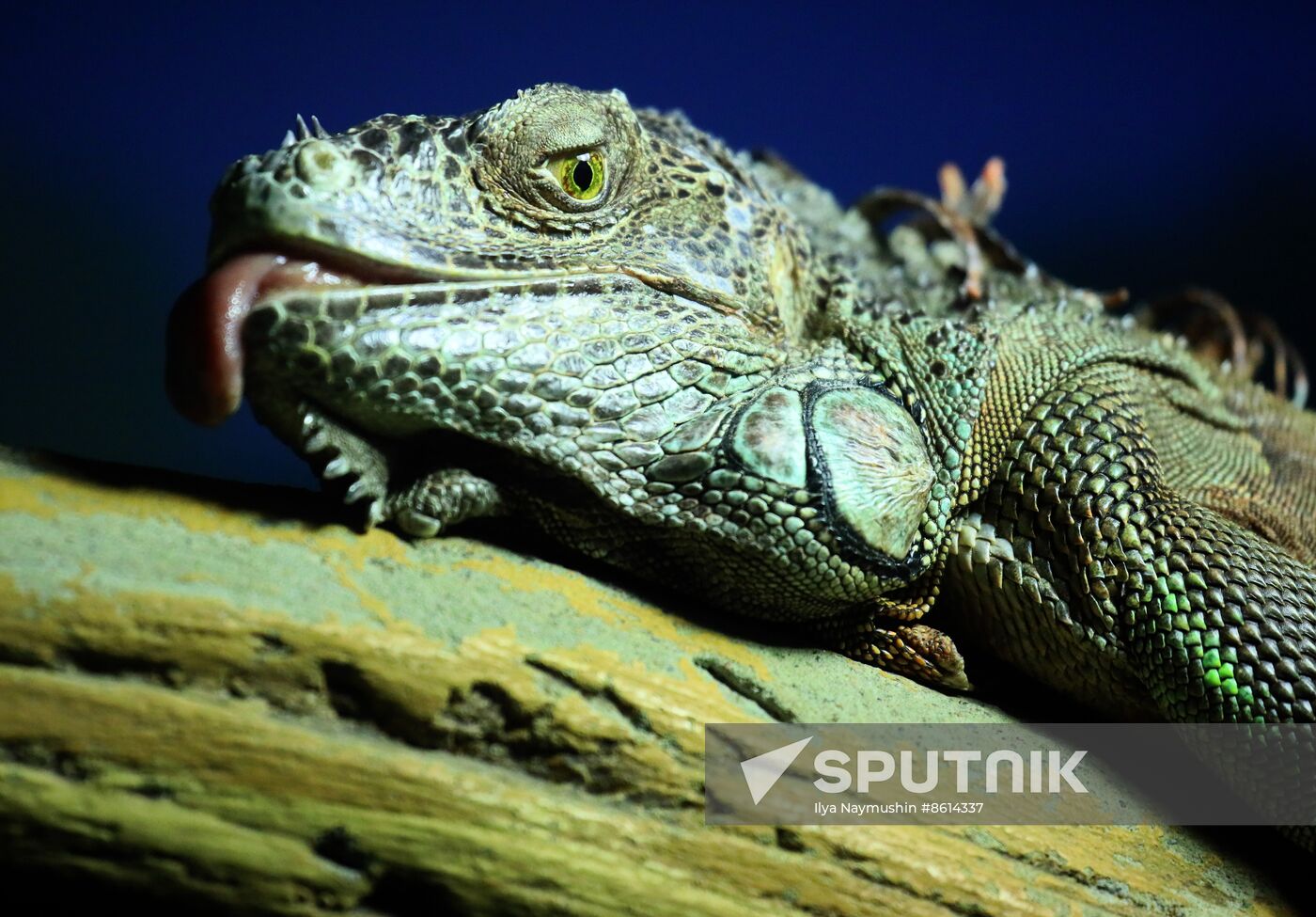 Russia Zoo Reptiles