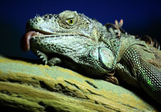 Russia Zoo Reptiles