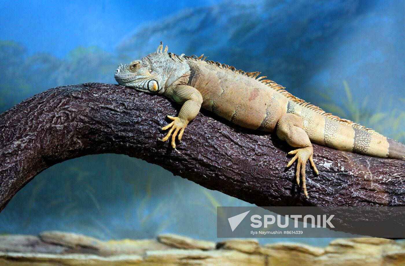 Russia Zoo Reptiles