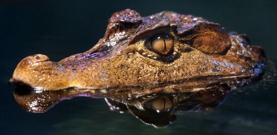 Russia Zoo Reptiles