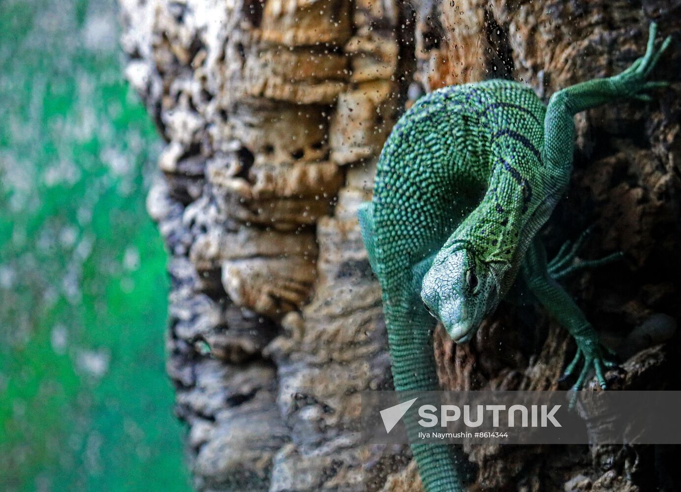 Russia Zoo Reptiles