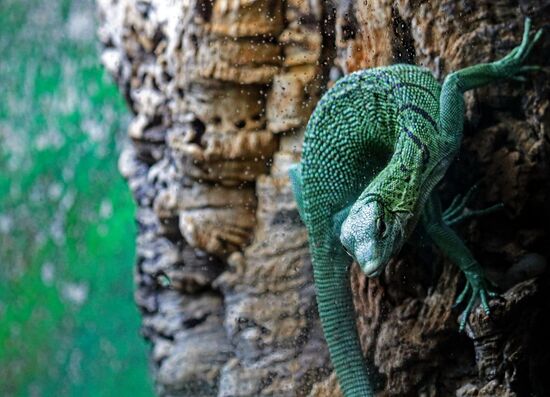 Russia Zoo Reptiles