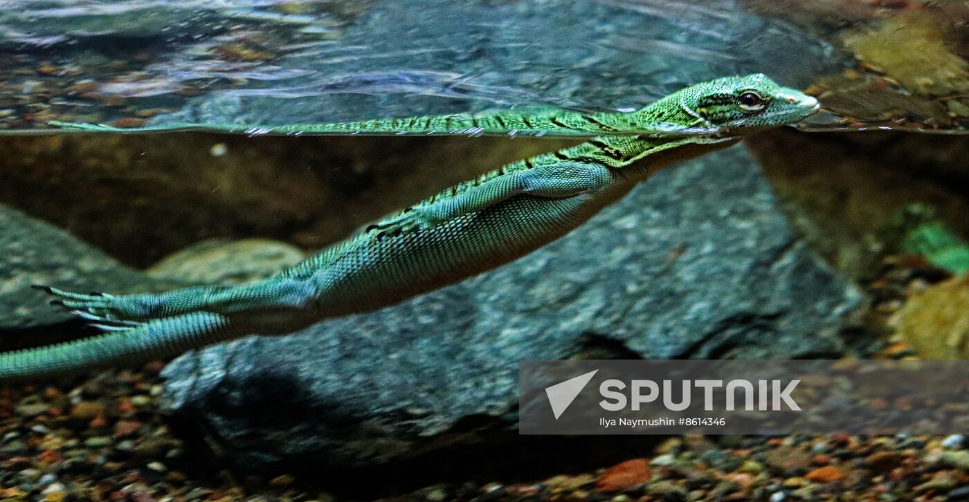 Russia Zoo Reptiles