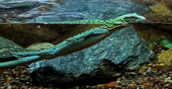 Russia Zoo Reptiles