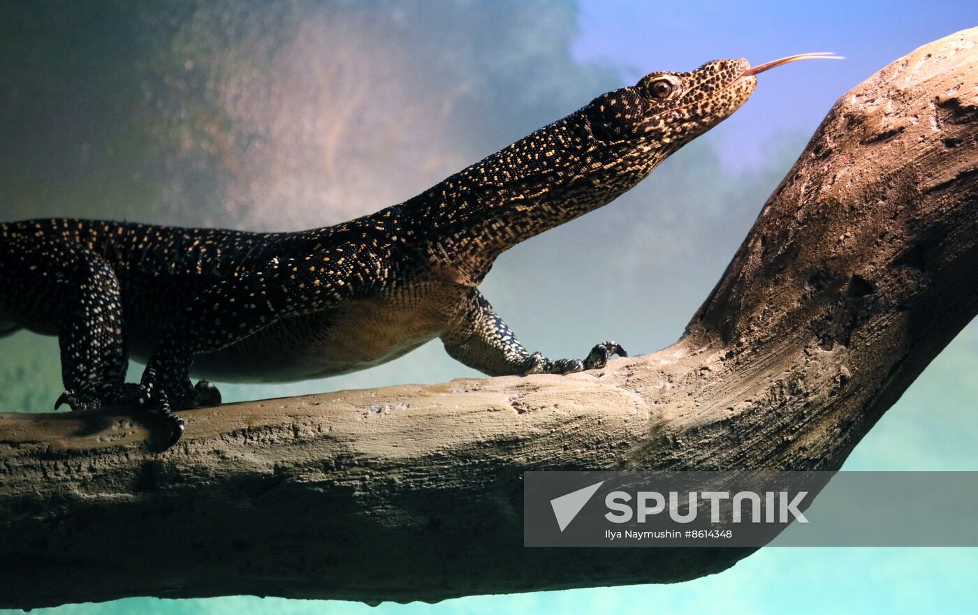 Russia Zoo Reptiles