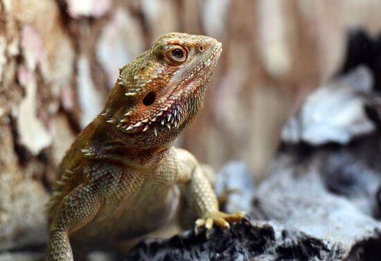 Russia Zoo Reptiles