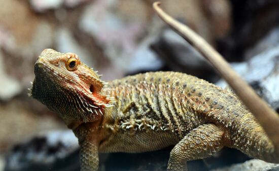 Russia Zoo Reptiles