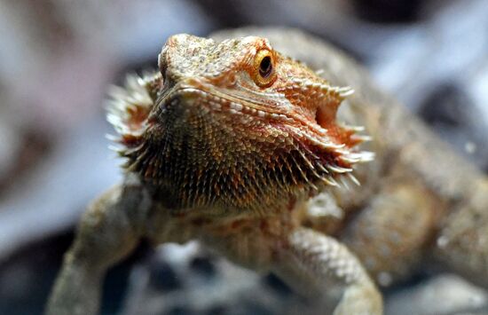 Russia Zoo Reptiles