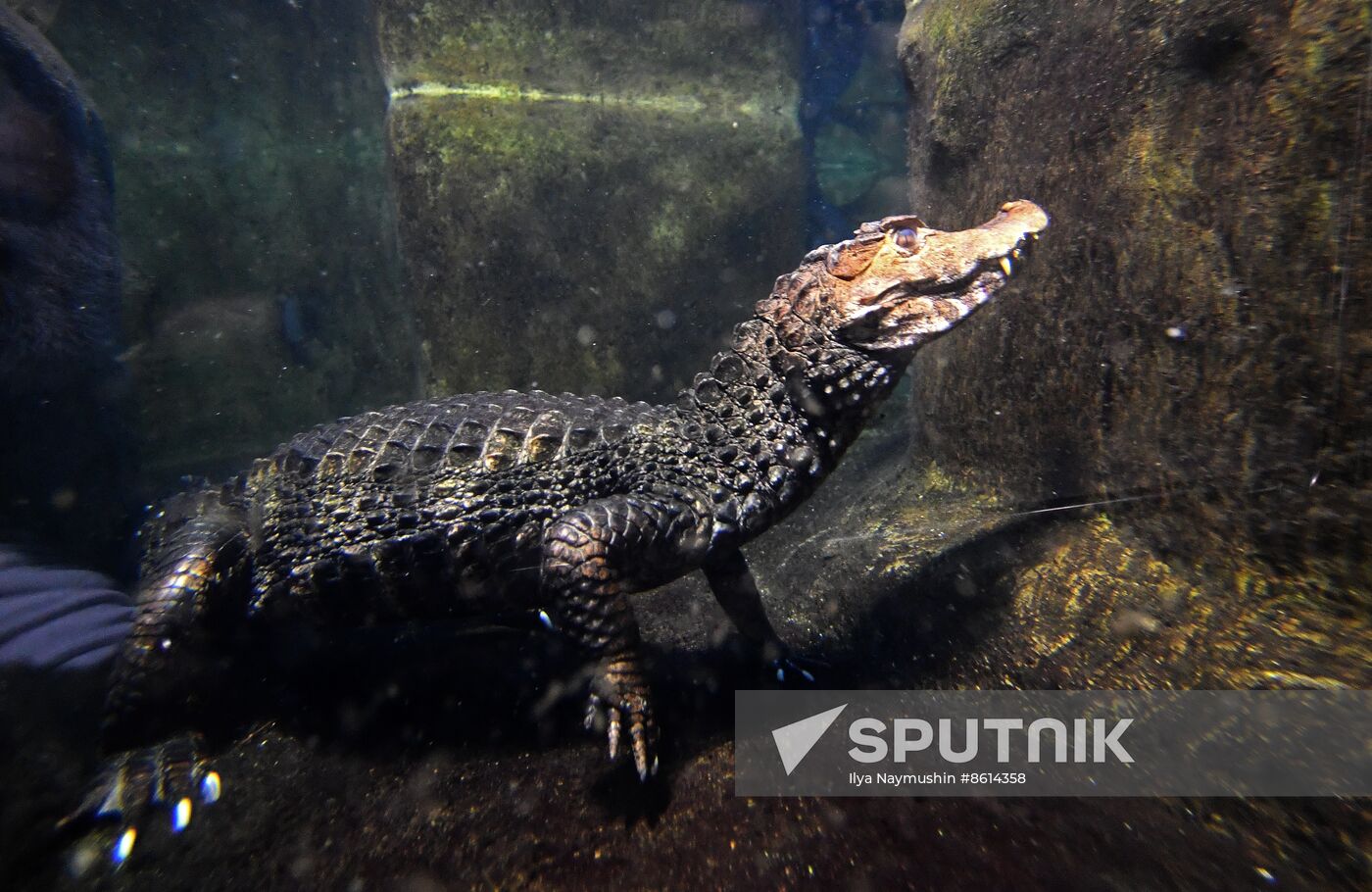 Russia Zoo Reptiles