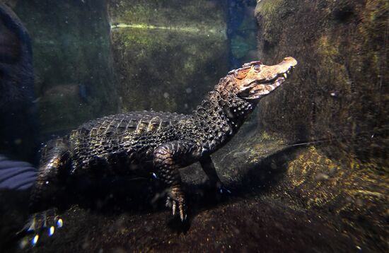 Russia Zoo Reptiles