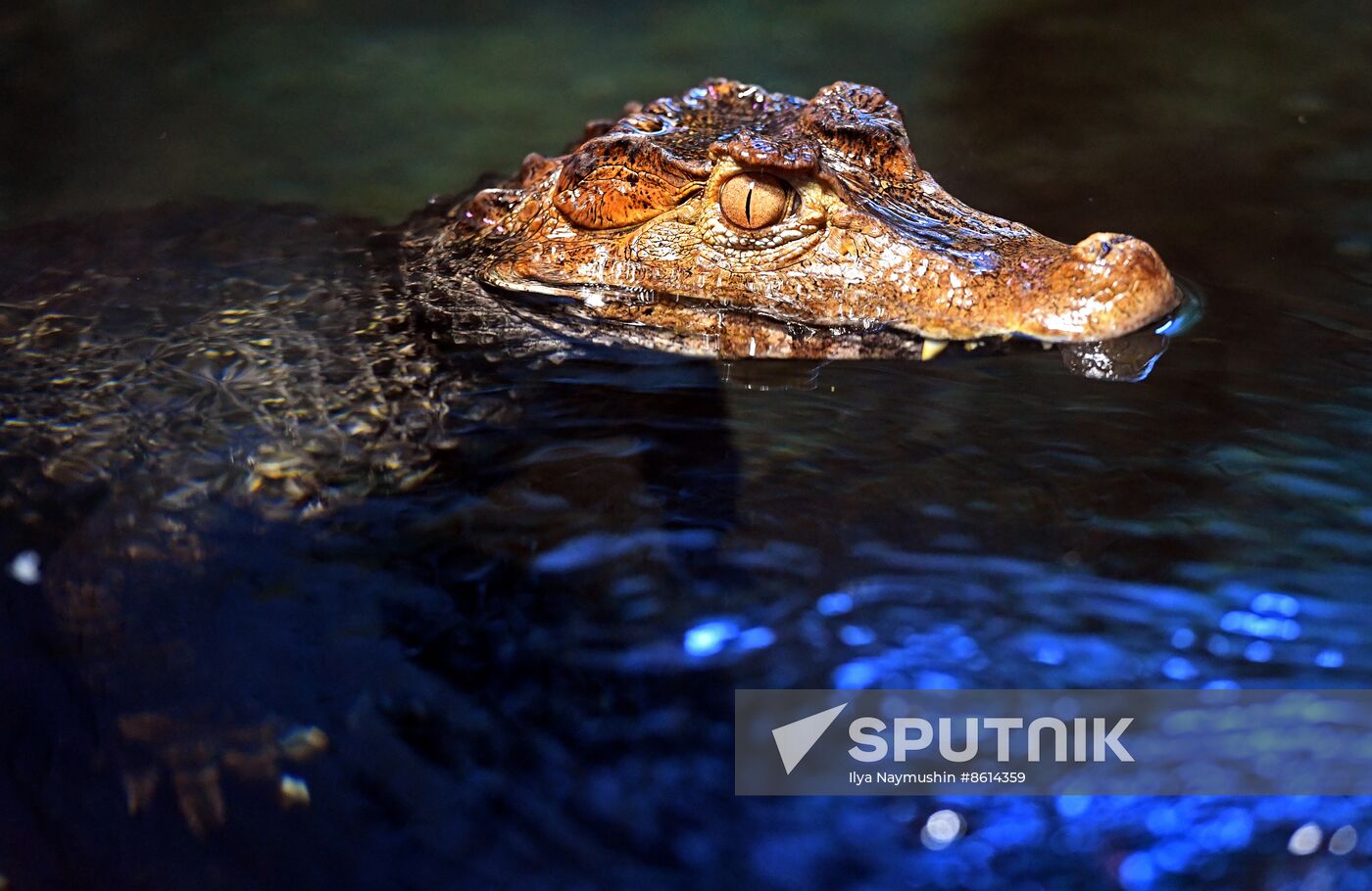 Russia Zoo Reptiles