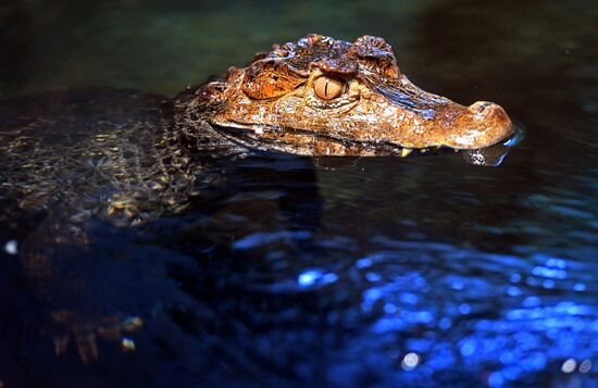 Russia Zoo Reptiles