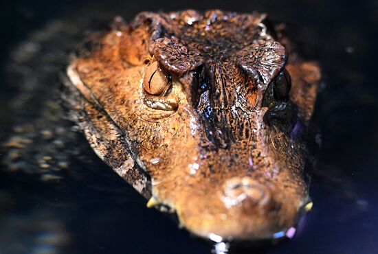 Russia Zoo Reptiles