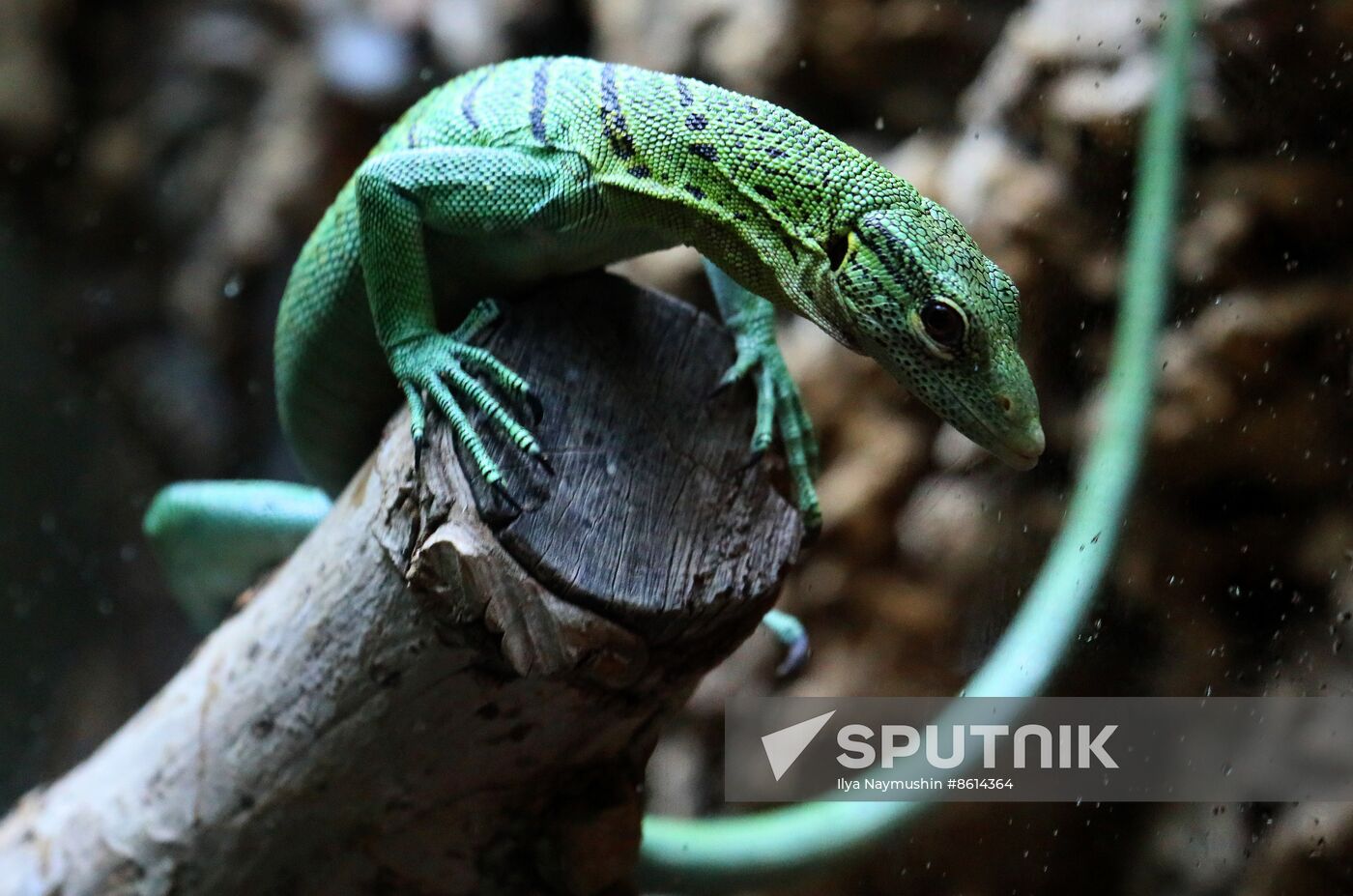 Russia Zoo Reptiles