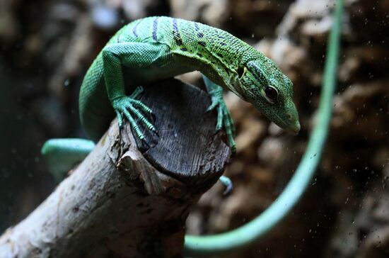 Russia Zoo Reptiles