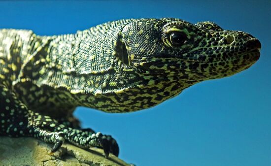 Russia Zoo Reptiles