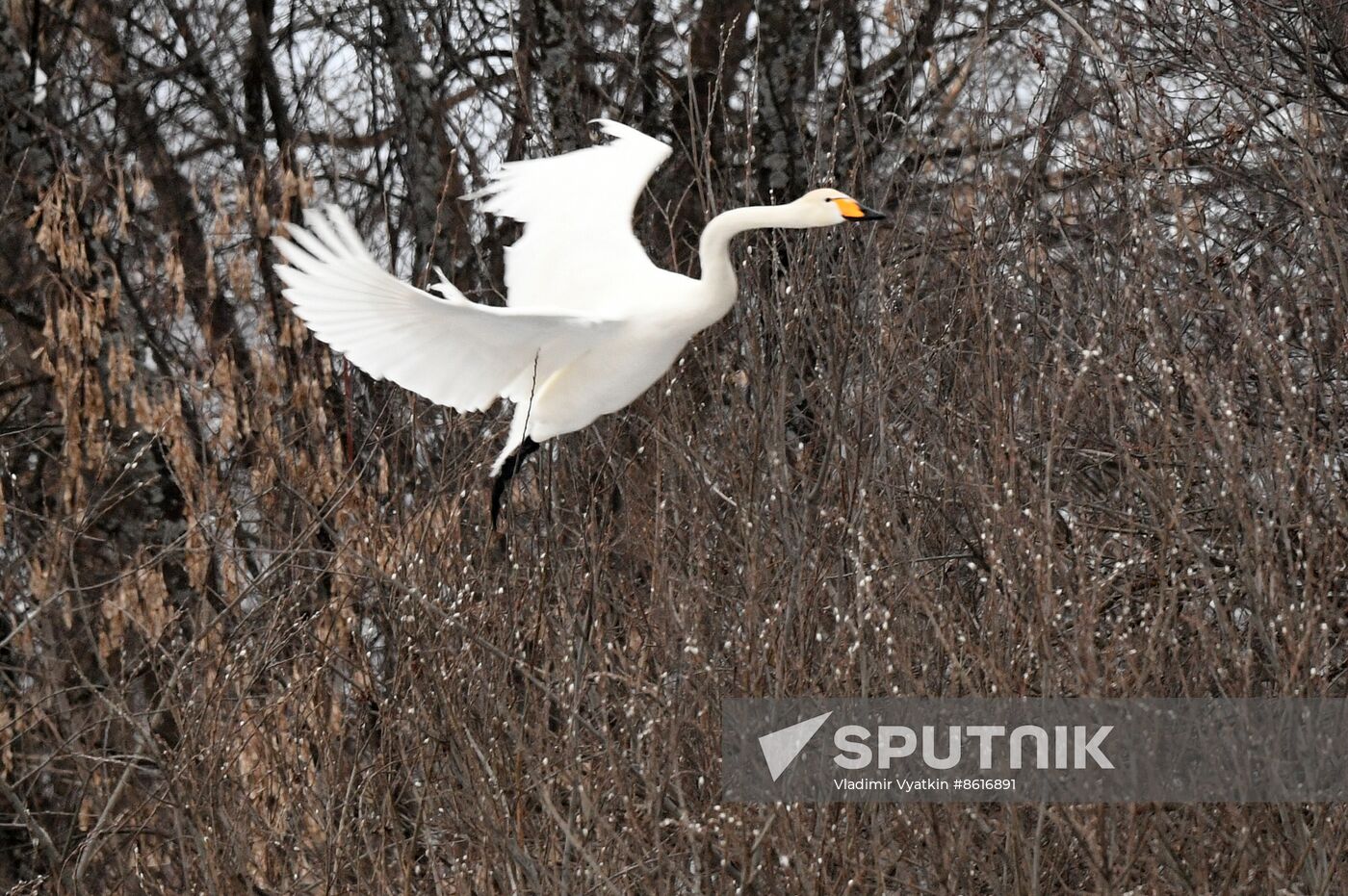 Russia Wildlife Swans