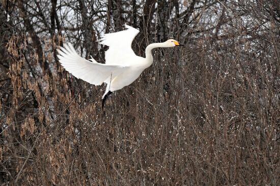 Russia Wildlife Swans