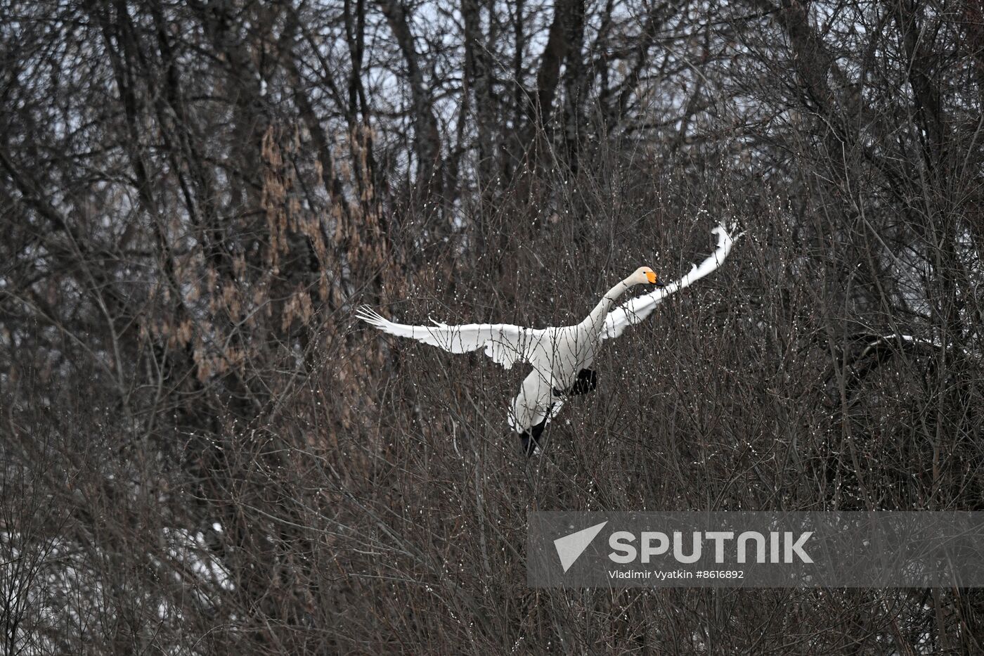 Russia Wildlife Swans