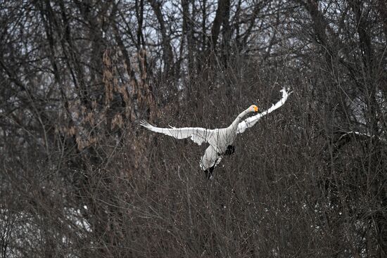 Russia Wildlife Swans