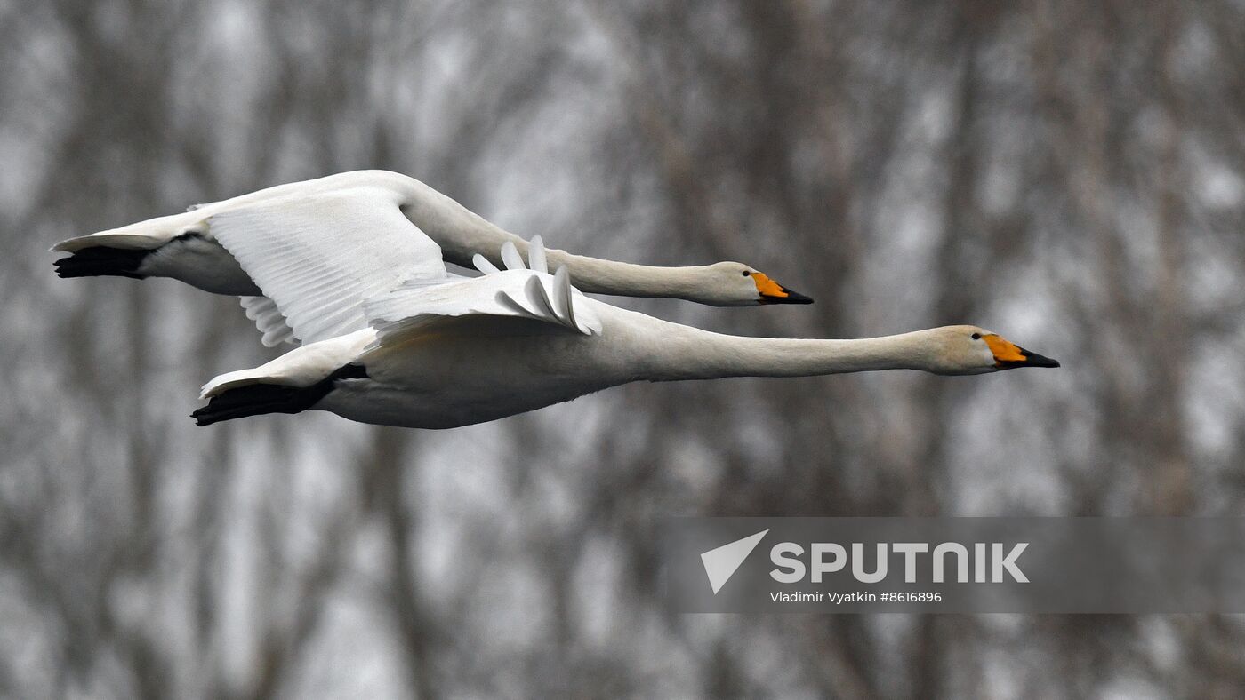 Russia Wildlife Swans