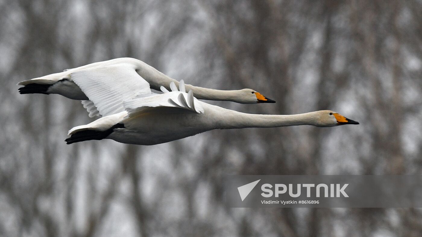 Russia Wildlife Swans