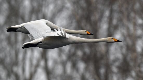 Russia Wildlife Swans