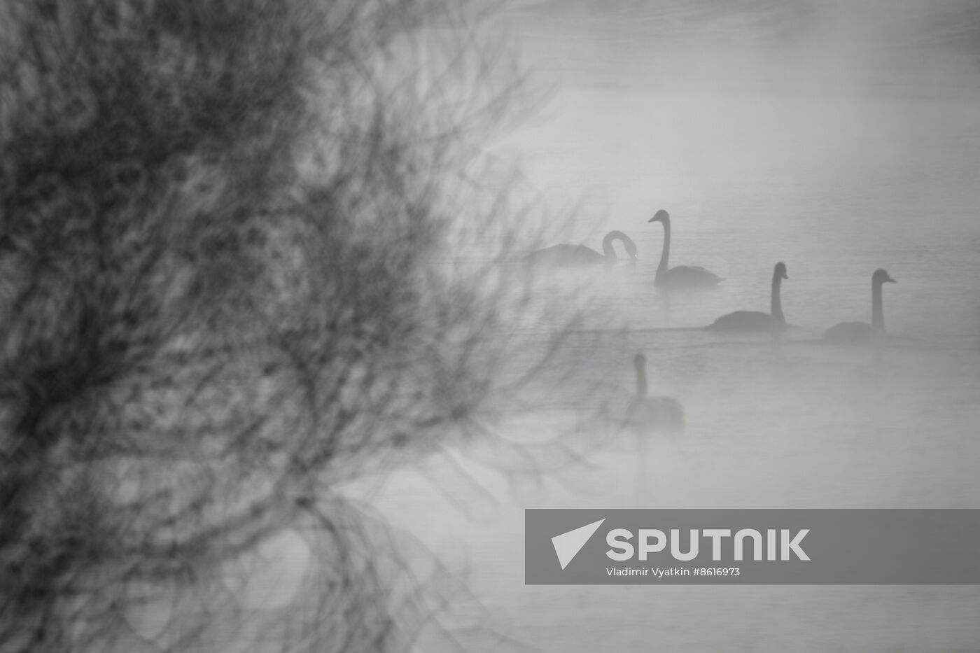 Russia Wildlife Swans