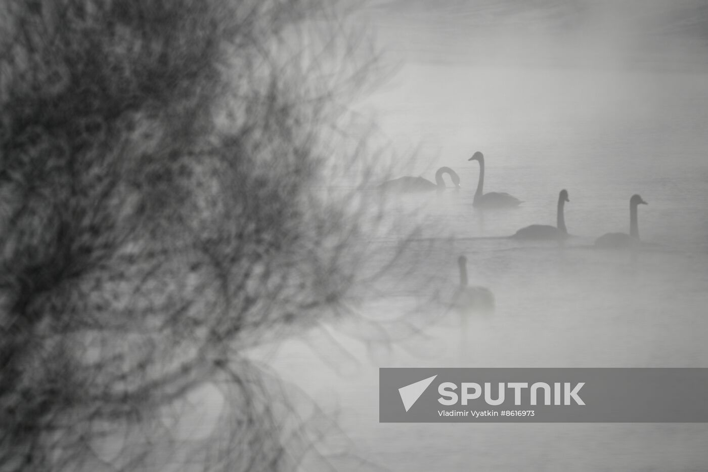Russia Wildlife Swans