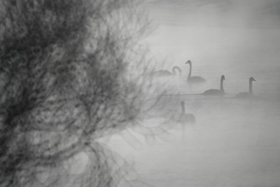 Russia Wildlife Swans