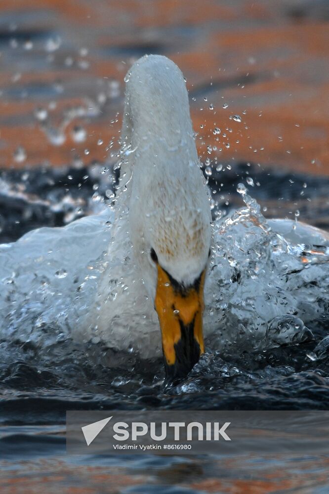 Russia Wildlife Swans