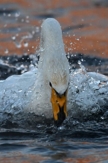 Russia Wildlife Swans