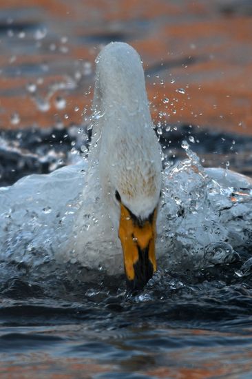 Russia Wildlife Swans