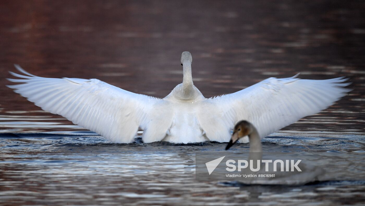 Russia Wildlife Swans