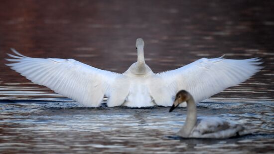 Russia Wildlife Swans