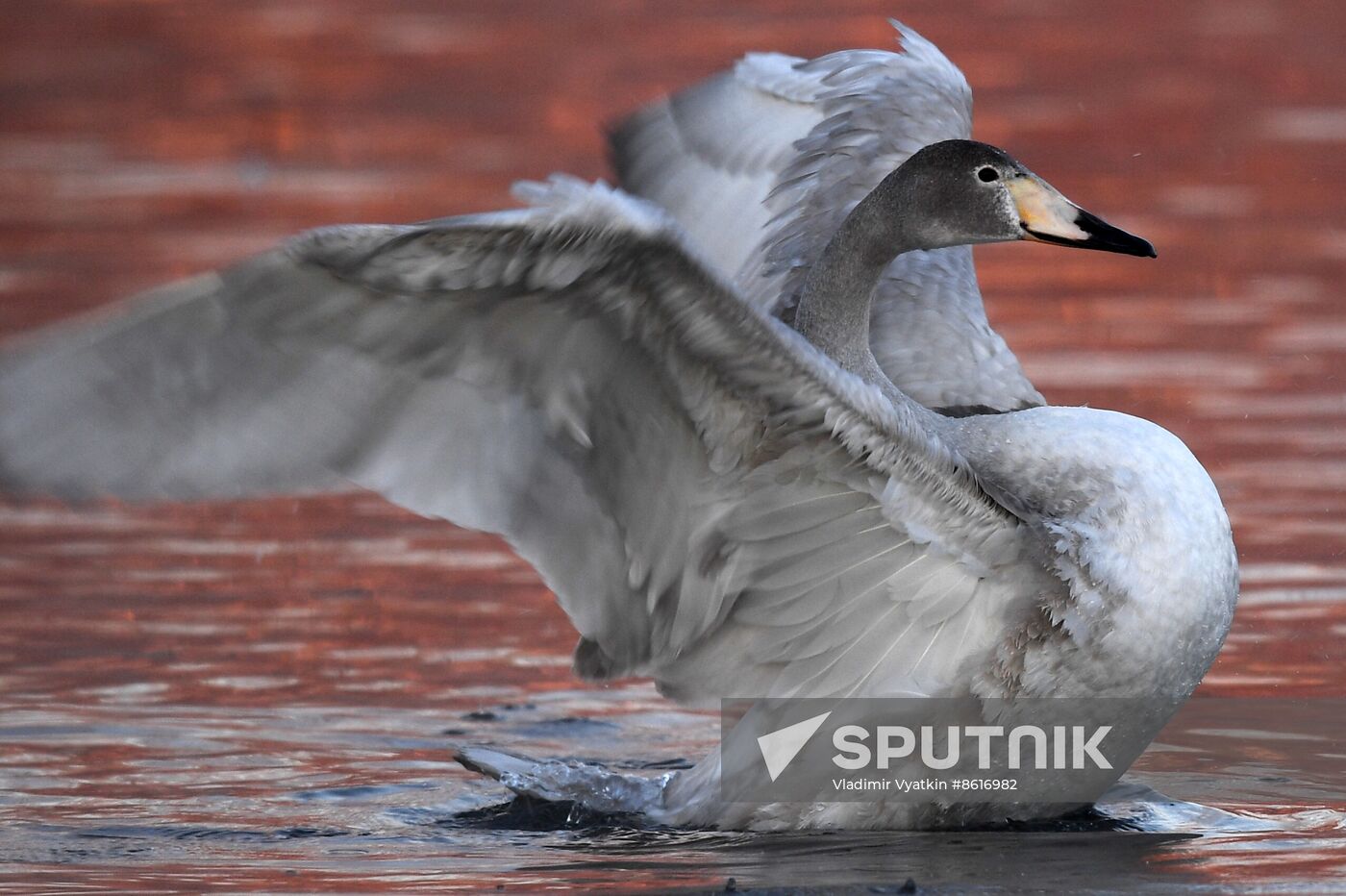 Russia Wildlife Swans