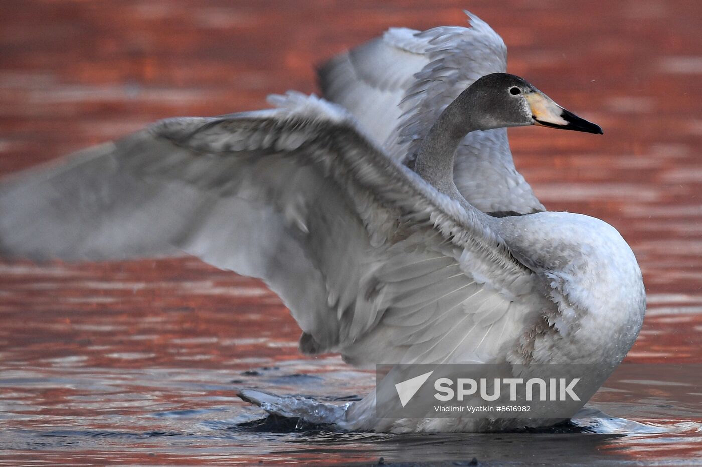 Russia Wildlife Swans