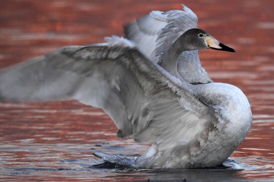 Russia Wildlife Swans